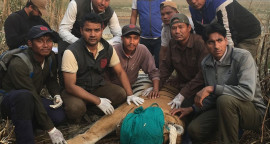 बाघ नियन्त्रणमा लिएपछि निकुञ्जको प्राविधिक टोली